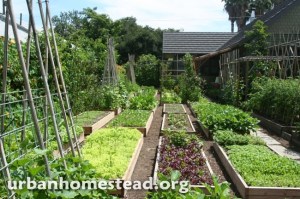 The Dervaes Family Urban Homestead urbanhomestead.org